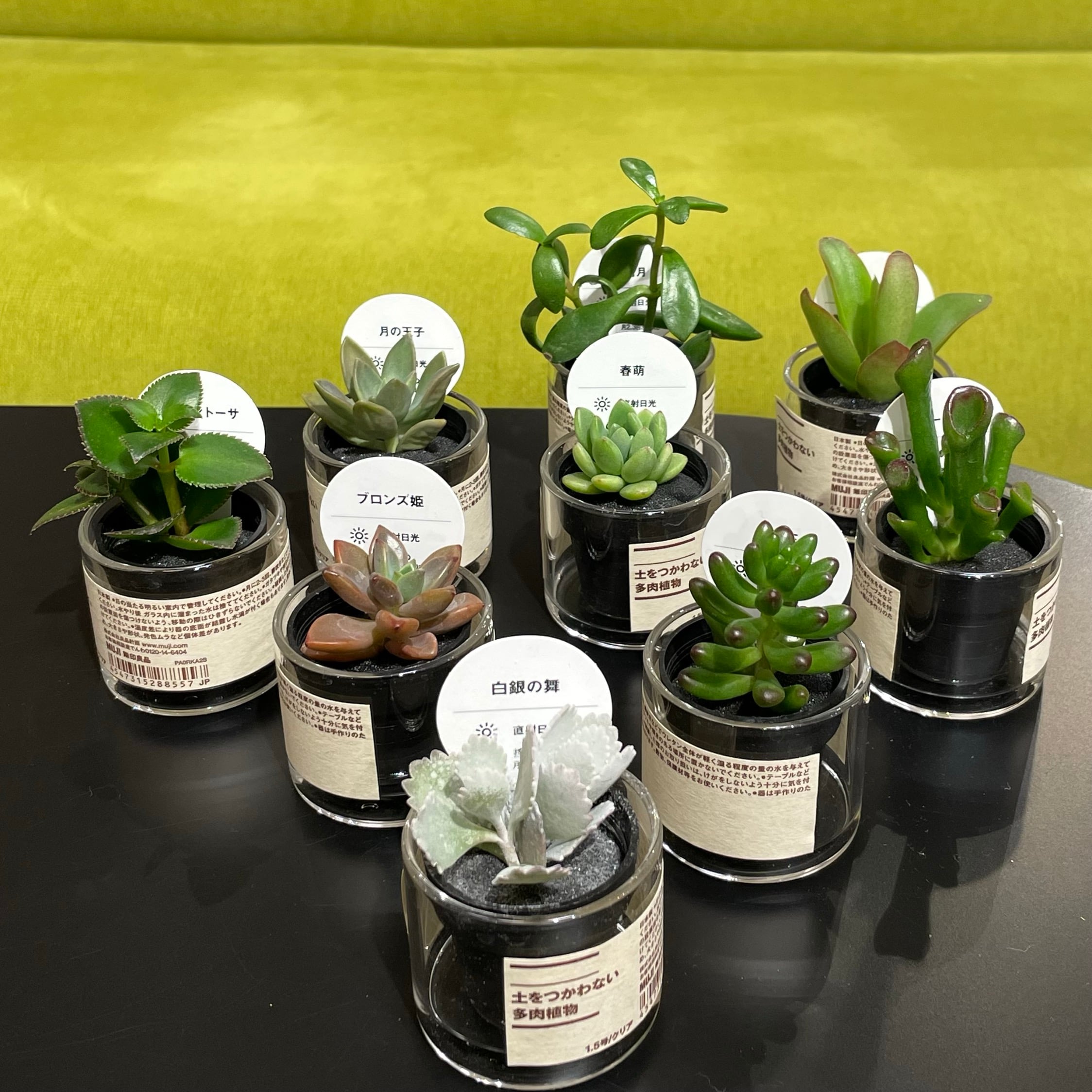 西友荻窪】 多肉植物、入荷しています｜無印良品 西友荻窪